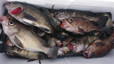 オーフリー 釣果