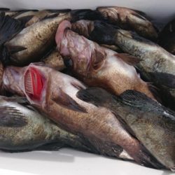 オーフリー 釣果