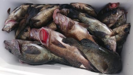 オーフリー 釣果