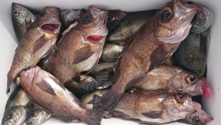 オーフリー 釣果