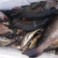 オーフリー 釣果