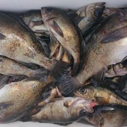 オーフリー 釣果