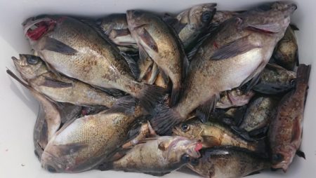 オーフリー 釣果