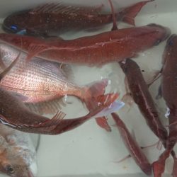 松本釣船２ 釣果