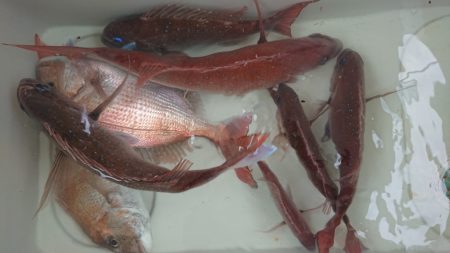 松本釣船２ 釣果