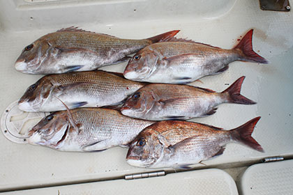 松本釣船２ 釣果