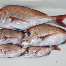 松本釣船２ 釣果