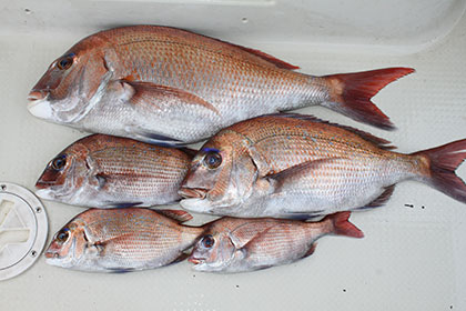 松本釣船２ 釣果