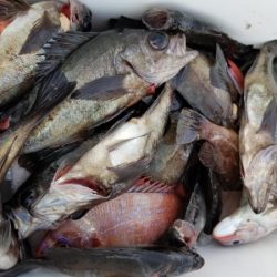 オーフリー 釣果