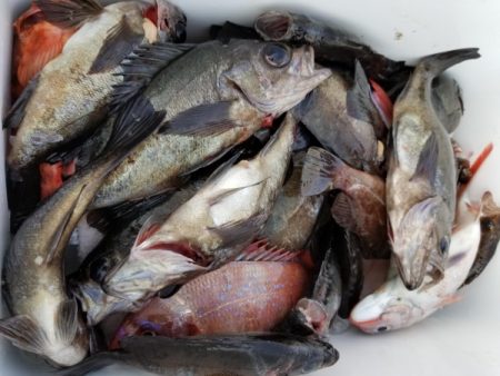 オーフリー 釣果