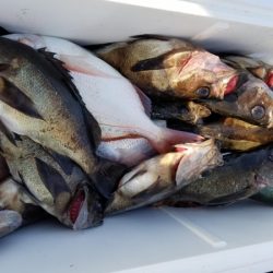 オーフリー 釣果