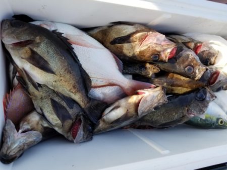 オーフリー 釣果