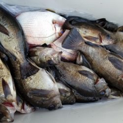 オーフリー 釣果