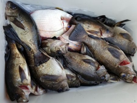 オーフリー 釣果