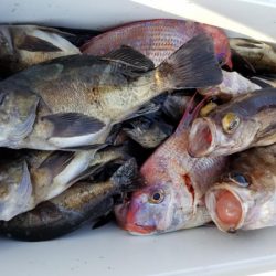 オーフリー 釣果