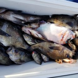 オーフリー 釣果