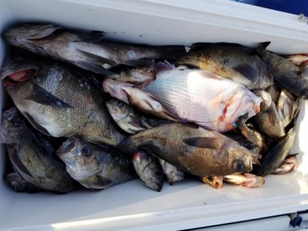 オーフリー 釣果