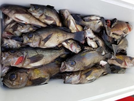 オーフリー 釣果