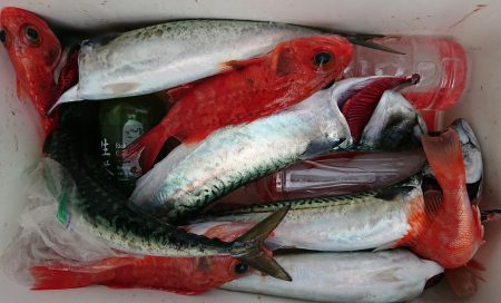 明神釣船 釣果