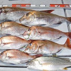 松本釣船２ 釣果