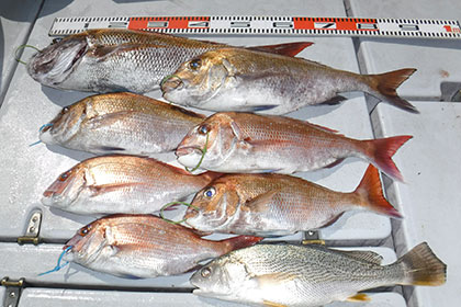 松本釣船２ 釣果