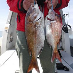 松本釣船２ 釣果
