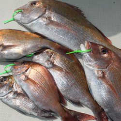 松本釣船２ 釣果