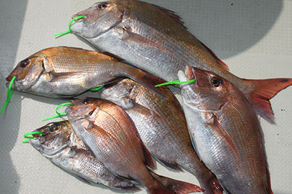 松本釣船２ 釣果