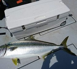 海龍丸（福岡） 釣果