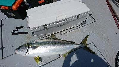 海龍丸（福岡） 釣果