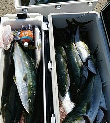 海龍丸（福岡） 釣果