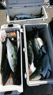 海龍丸（福岡） 釣果