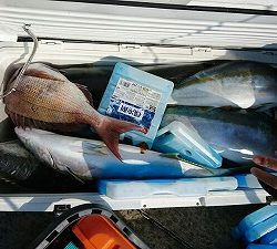 海龍丸（福岡） 釣果