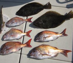 来温丸（らいおんまる） 釣果