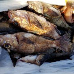 オーフリー 釣果