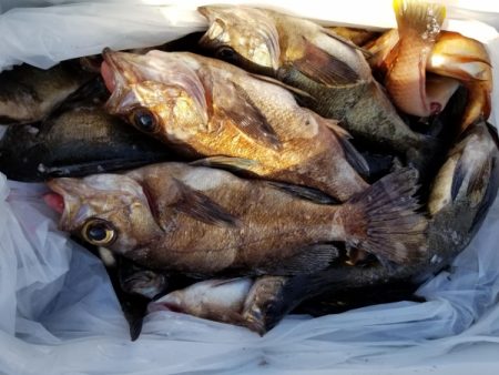 オーフリー 釣果