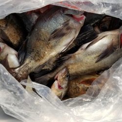 オーフリー 釣果