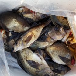 オーフリー 釣果