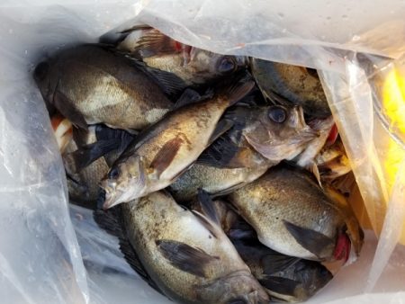 オーフリー 釣果