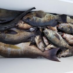 オーフリー 釣果