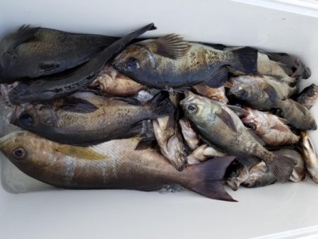 オーフリー 釣果