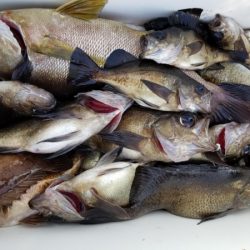 オーフリー 釣果