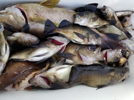 オーフリー 釣果