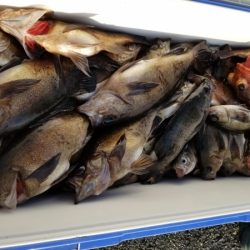 オーフリー 釣果