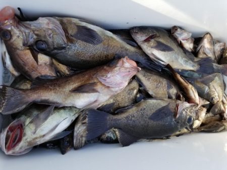 オーフリー 釣果