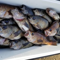 オーフリー 釣果