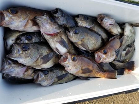 オーフリー 釣果