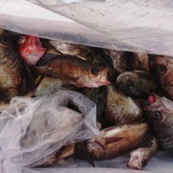 オーフリー 釣果