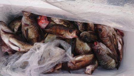 オーフリー 釣果