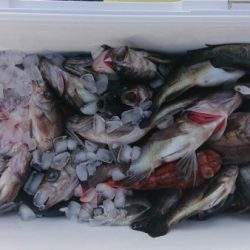 オーフリー 釣果